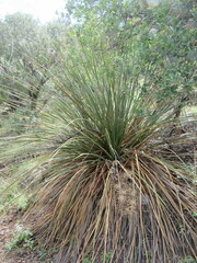 Nolina erumpens