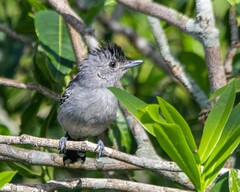 Thamnophilus ambiguus