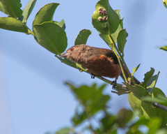 Ramphocelus bresilius