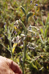 Gladiolus orchidiflorus