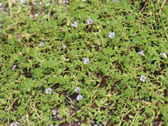 Bacopa