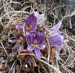 Aphyllon californicum