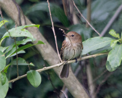 Myiophobus fasciatus