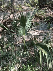 Sabal minor