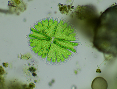 Micrasterias compereana