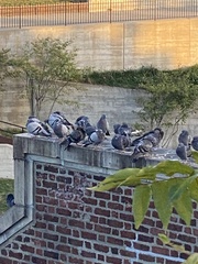 Columba livia domestica