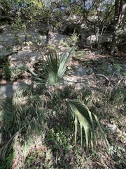 Sabal minor