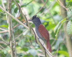 Thamnophilus palliatus