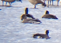 Anser brachyrhynchus