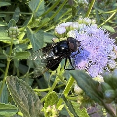 Copestylum violaceum