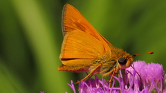 Hesperia meskei straton