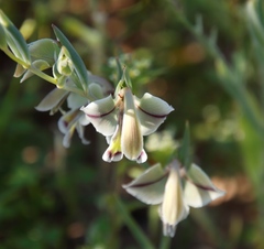 Gladiolus orchidiflorus