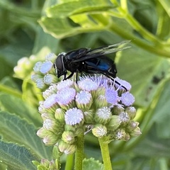Copestylum violaceum
