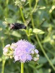 Copestylum violaceum