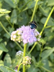 Copestylum violaceum