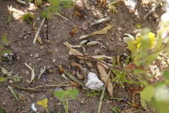 Microhodotermes viator