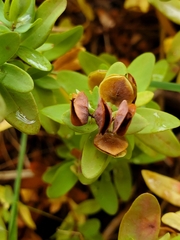 Hypericum stragulum