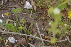 Microhodotermes viator