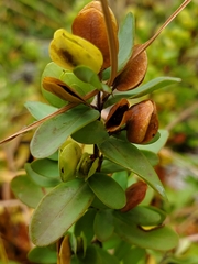 Hypericum stragulum