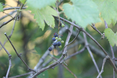 Vitis californica