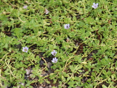 Bacopa