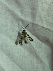 Synanthedon acerni