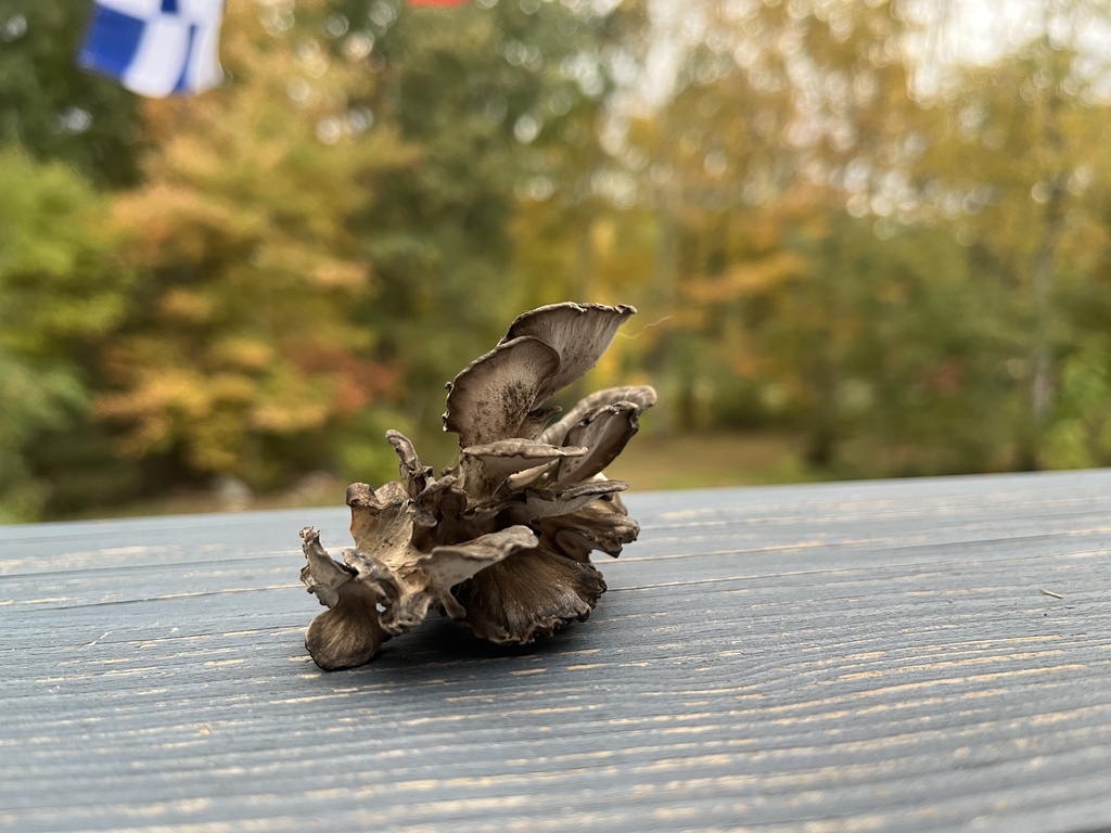 hen of the woods from Slocum Rd, Hebron, CT, US on October 10, 2022 at 0518 PM by Air Rhodes
