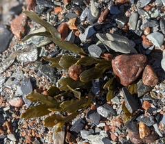Fucus distichus