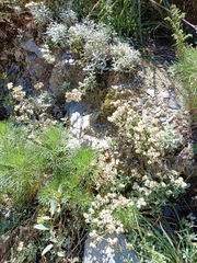 Anaphalis morrisonicola