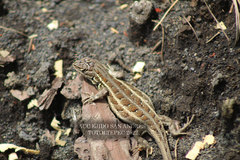 Sceloporus bicanthalis