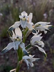 Chloraea multiflora