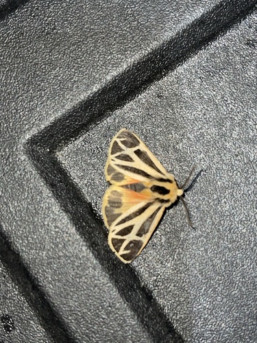 Nais Tiger Moth photo 5