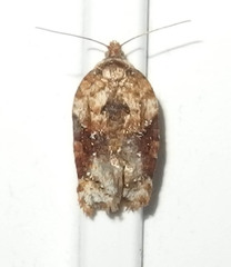 Acleris braunana