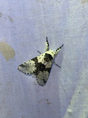 Furcula borealis