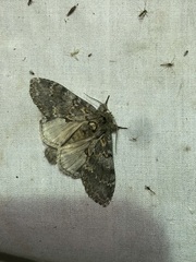 Peridea angulosa
