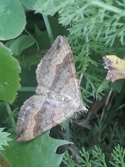 Scotopteryx chenopodiata