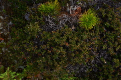 Kalmia procumbens