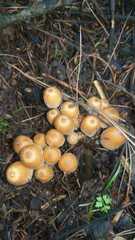 Galerina patagonica