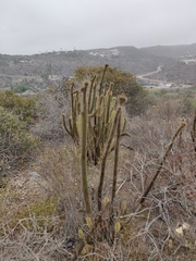 Bergerocactus emoryi