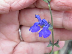 Salvia lycioides