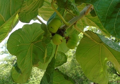 Jatropha peltata