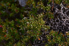 Kalmia procumbens