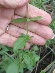 Salvia lycioides