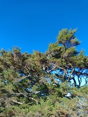 Tsuga chinensis