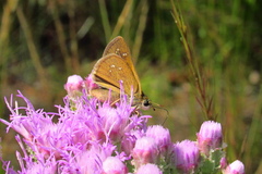 Hesperia attalus slossonae
