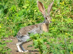 Lepus alleni