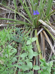 Salvia lycioides