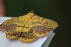 Copaxa lavenderohidalgensis