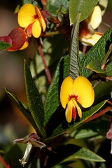 Platylobium parviflorum