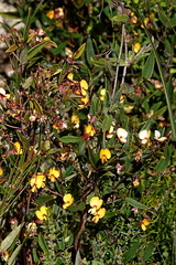 Platylobium parviflorum